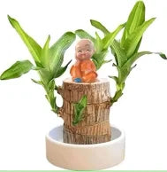 BRAZILLION  LUCKY WOOD