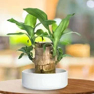 BRAZILLION  LUCKY WOOD